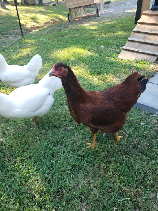 Fraidy at six months.