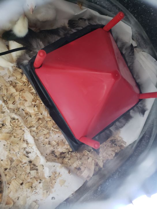 New chicks keeping warm.