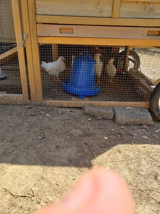 Second batch of eight in new coop - close-up