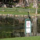 Double-crested Cormorant -wondering whether to take a chance - Click image for full size